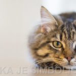 SimbolicnaMacka_Feb2020_1