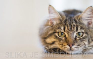 SimbolicnaMacka_Feb2020_1